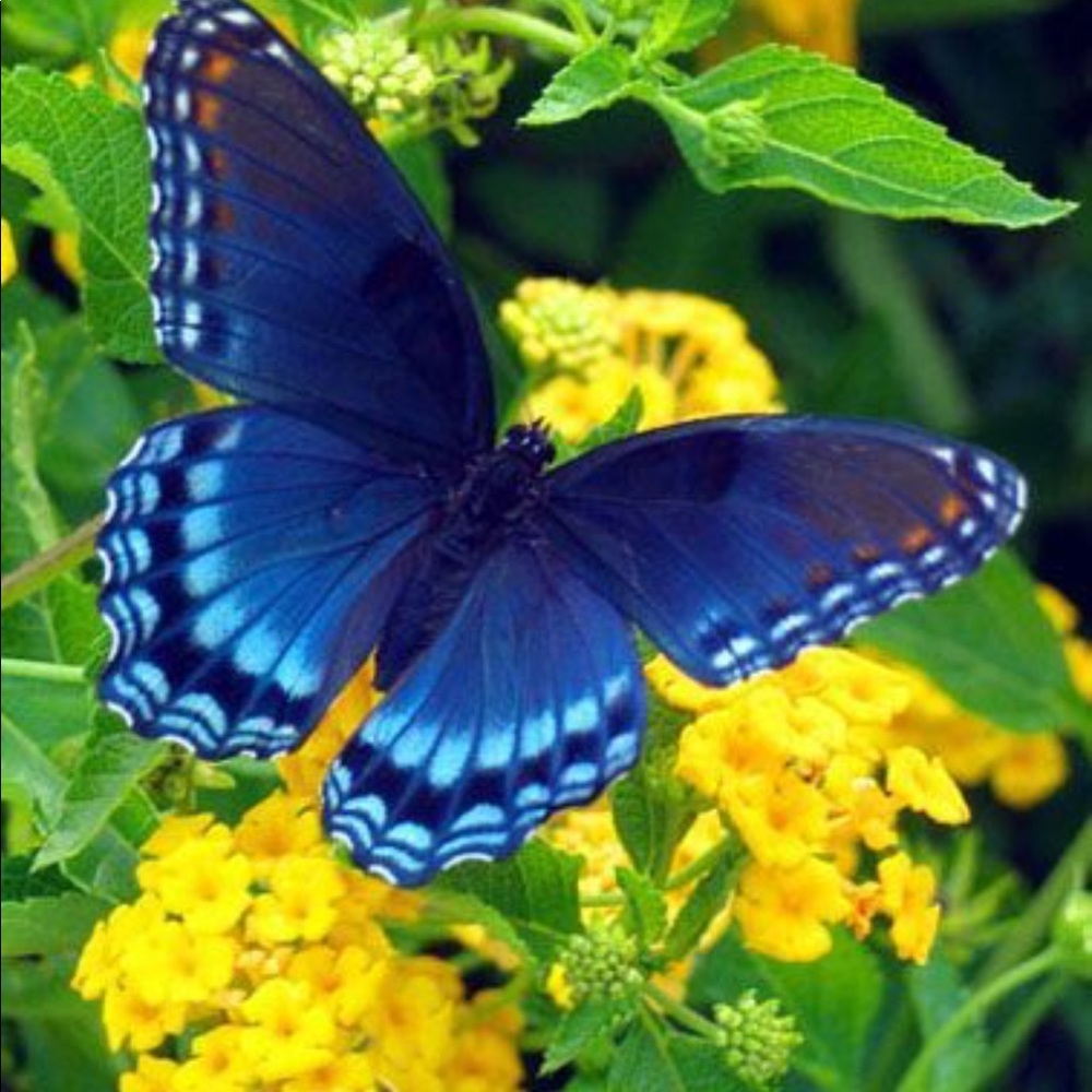 Meet your Posher, Letricia